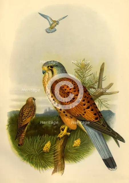 'Kestrel', 1862, (1942).  Creator: Joseph Wolf.