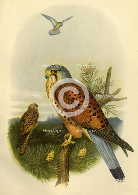 'Kestrel', 1862, (1942).  Creator: Joseph Wolf.