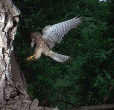 Kestrel with a mouse