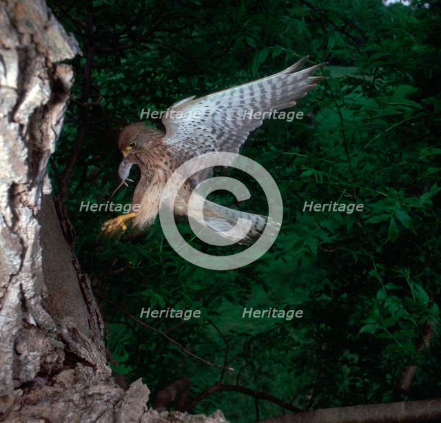 Kestrel with a mouse.