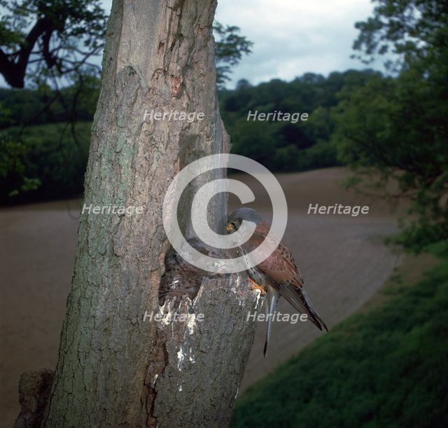 Kestrel at nest.