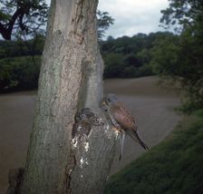 Kestrel at nest