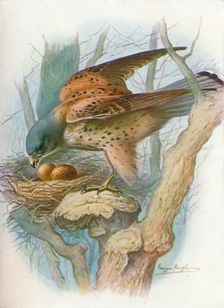 Kestrel - fal'co tinnun'culus c1910, (1910). Artist: George James Rankin