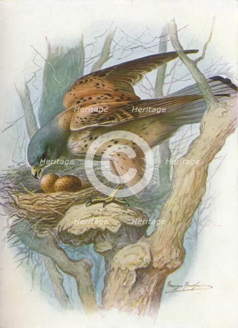 'Kestrel - fal'co tinnun'culus', c1910, (1910). Artist: George James Rankin.