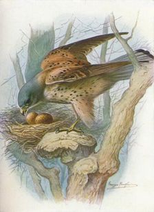 Kestrel - fal'co tinnun'culus c1910, (1910). Artist: George James Rankin