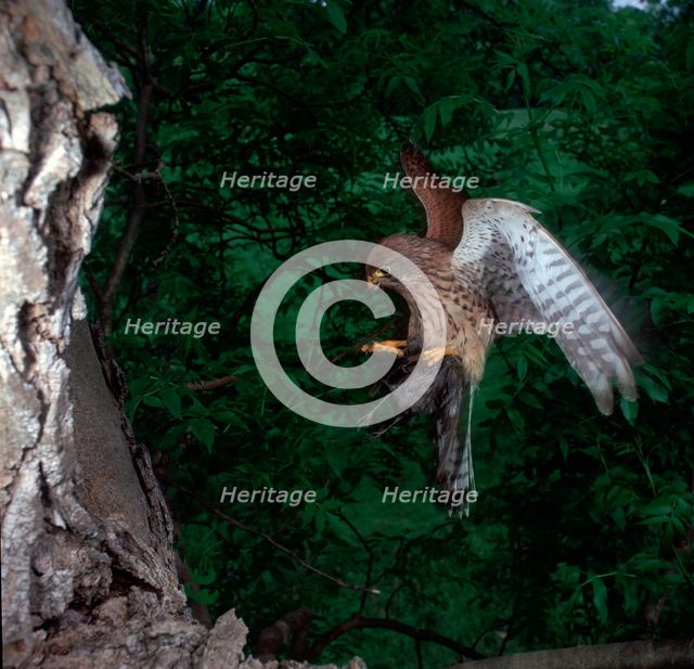 Kestrel in flight.