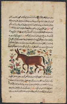 Khar (Ass), from a Nuzhat-nama-yi alai (Excellent Book of Counsel)..., 1400s. Creator: Unknown