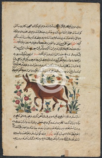 Khar (Ass), from a Nuzhat-nama-yi alai (Excellent Book of Counsel)..., 1400s. Creator: Unknown.