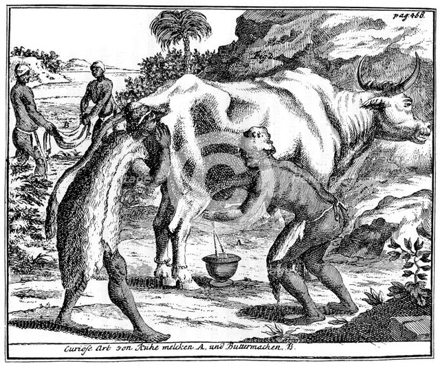 Khoikhois milking cows and making butter, South africa, 18th century (1931). Artist: Unknown