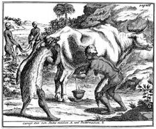 Khoikhois milking cows and making butter, South africa, 18th century (1931)