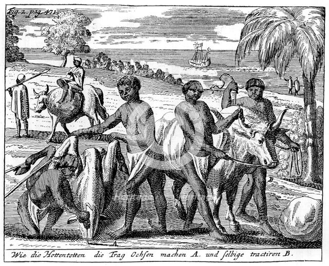 Khoikhois breaking-in oxen, South Africa, 18th century (1931). Artist: Unknown