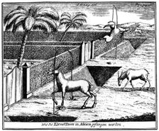 Khoikhois trapping antelope, South Africa, 18th century (1931)