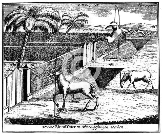 Khoikhois trapping antelope, South Africa, 18th century (1931). Artist: Unknown