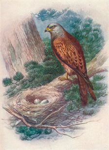 Kite - Mil'vus icti'nus c1910, (1910). Artist: George James Rankin