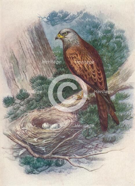 'Kite - Mil'vus icti'nus', c1910, (1910). Artist: George James Rankin.