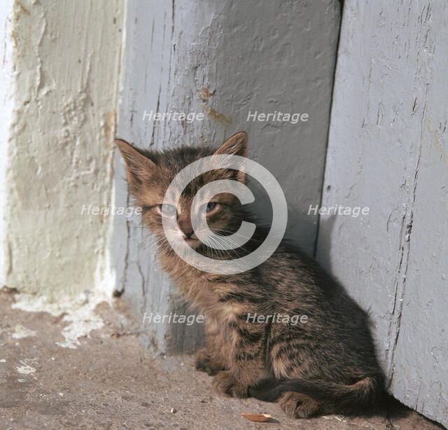 Kitten in Heracleion.