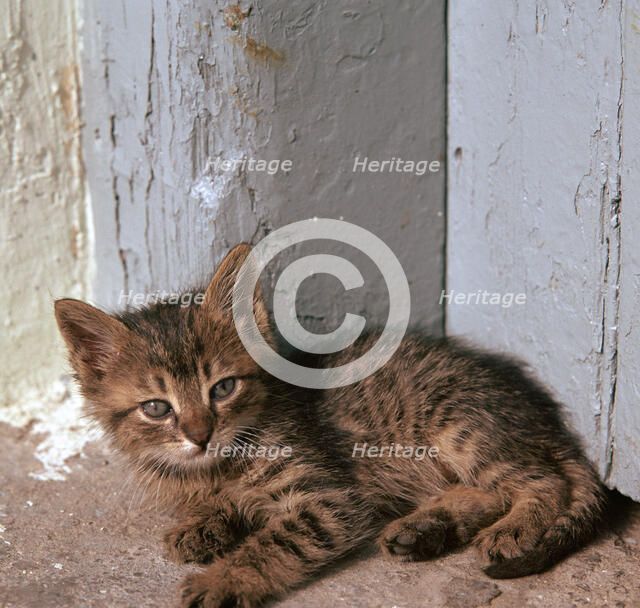 Kitten in Heracleion. Artist: Unknown