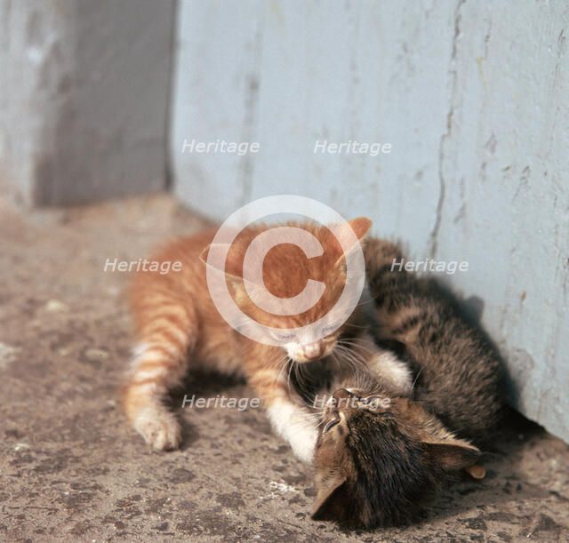 Kittens in Heracleion, Crete.