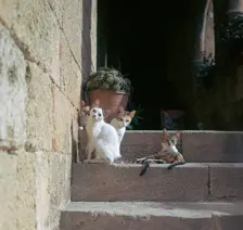 Kittens in Rhodes old town