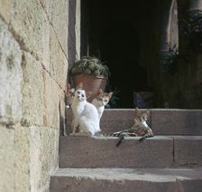 Kittens in Rhodes old town