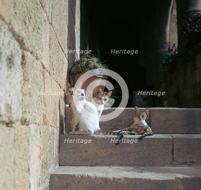 Kittens in Rhodes old town.