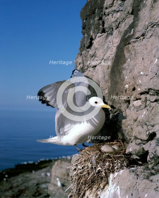 Kittiwake.