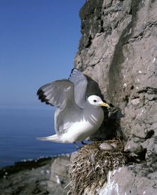 Kittiwake