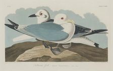 Kittiwake Gull, 1834. Creator: Robert Havell