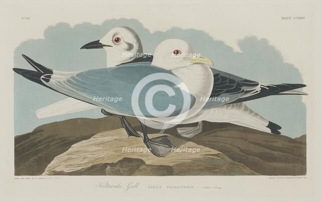 Kittiwake Gull, 1834. Creator: Robert Havell.