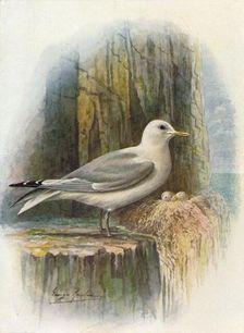 Kittiwake - Ris'sa tridac'tyla c1910, (1910). Artist: George James Rankin