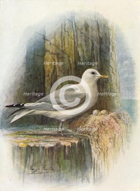 'Kittiwake - Ris'sa tridac'tyla', c1910, (1910). Artist: George James Rankin.