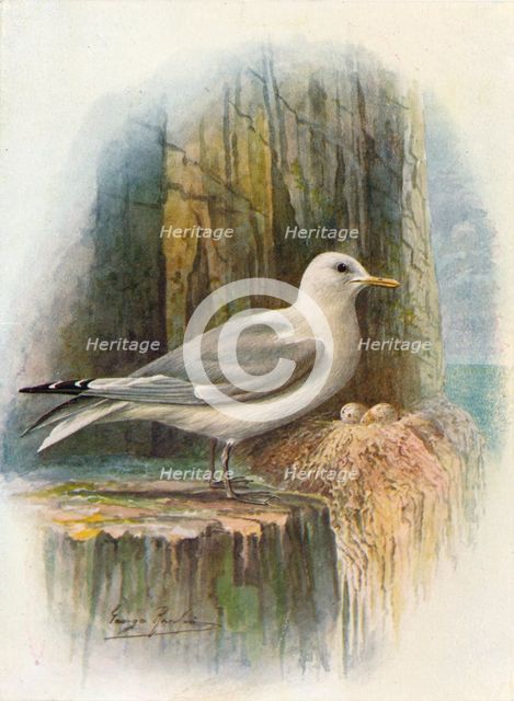 'Kittiwake - Ris'sa tridac'tyla', c1910, (1910). Artist: George James Rankin.