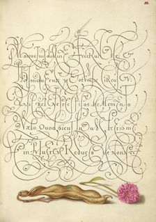 Kidney Bean and English Daisy; Mira calligraphiae monumenta, 1561-1562; illumination added 1591-1596 Creator: Joris Hoefnagel