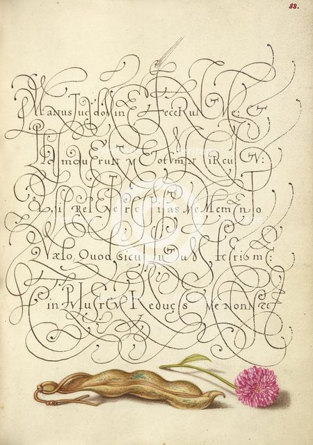 Kidney Bean and English Daisy; Mira calligraphiae monumenta, 1561-1562; illumination added 1591-1596 Creator: Joris Hoefnagel.