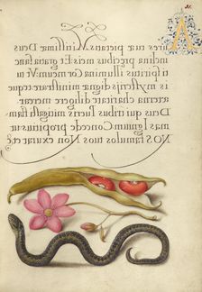 Kidney Bean, Poppy Anemone, and Adder, 1561-1562; illumination added 1591-1596. Creator: Joris Hoefnagel