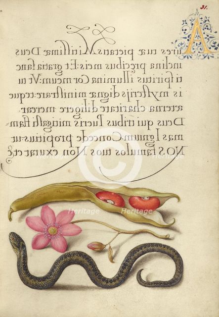Kidney Bean, Poppy Anemone, and Adder, 1561-1562; illumination added 1591-1596. Creator: Joris Hoefnagel.