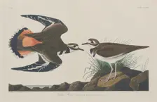 Kildeer Plover, 1834. Creator: Robert Havell