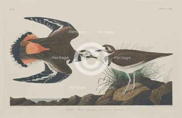 Kildeer Plover, 1834. Creator: Robert Havell.