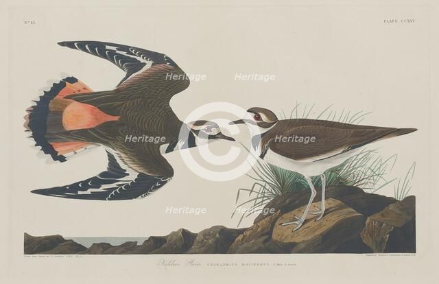 Kildeer Plover, 1834. Creator: Robert Havell.