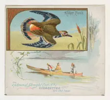 Kildeer Plover, from the Game Birds series (N40) for Allen & Ginter Cigarettes, 1888-90. Creator: Allen & Ginter