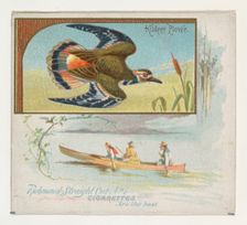 Kildeer Plover, from the Game Birds series (N40) for Allen & Ginter Cigarettes, 1888-90. Creator: Allen & Ginter