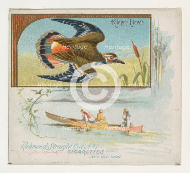 Kildeer Plover, from the Game Birds series (N40) for Allen & Ginter Cigarettes, 1888-90. Creator: Allen & Ginter.