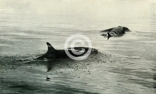 'Killer Whales Rising To Blow', c1910–1913, (1913). Artist: Herbert Ponting.