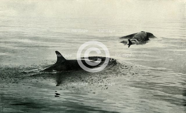 'Killer Whales Rising To Blow', c1910–1913, (1913). Artist: Herbert Ponting.