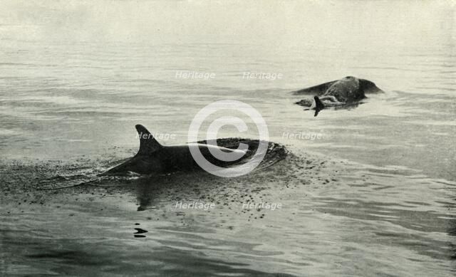 'Killer Whales Rising To Blow', c1910–1913, (1913). Artist: Herbert Ponting.