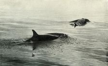 Killer Whales Rising To Blow c1910–1913, (1913). Artist: Herbert Ponting