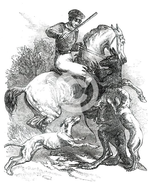 Killing a "Boomer", 1850. Creator: Unknown.