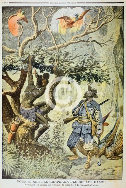Killing Birds of Paradise, New Guinea, 1908.  Creator: Unknown.