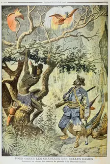 Killing Birds of Paradise, New Guinea, 1908. Creator: Unknown