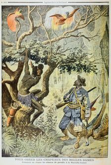 Killing Birds of Paradise, New Guinea, 1908. Creator: Unknown
